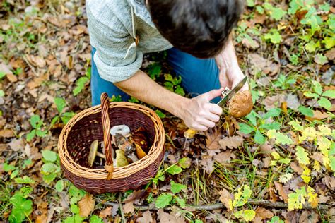 Foraging Is Alive And Well In Baltimore Can It Help Fight Hunger Too