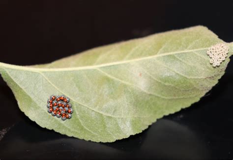 Newly Hatched Brown Marmorated Stink Bug Eggs Whats That Bug