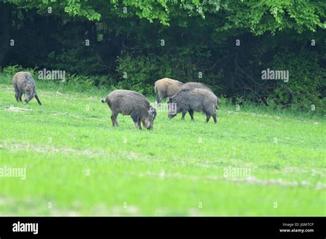 Wildlife Wild Boar Near The Forest Stock Photo Alamy