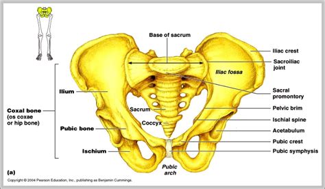 Human anatomy diagrams show internal organs, cells. Male Pelvis Anatomy Diagram / 94 best Anatomy and physiology 2 pictures images on ... / The ...