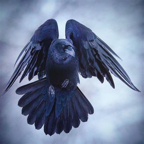 Pin By Maru On Witch Raven Bird Raven Photography Crows Ravens