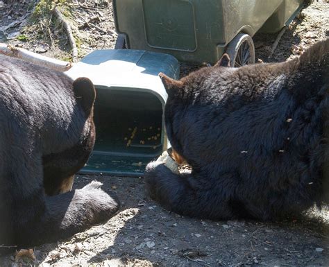 Bear Safety Alaska Wildlife Alliance Awa