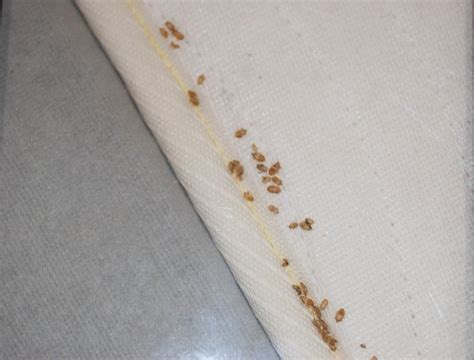 How To Get Rid Of Bed Bugs Naturally Disinpest