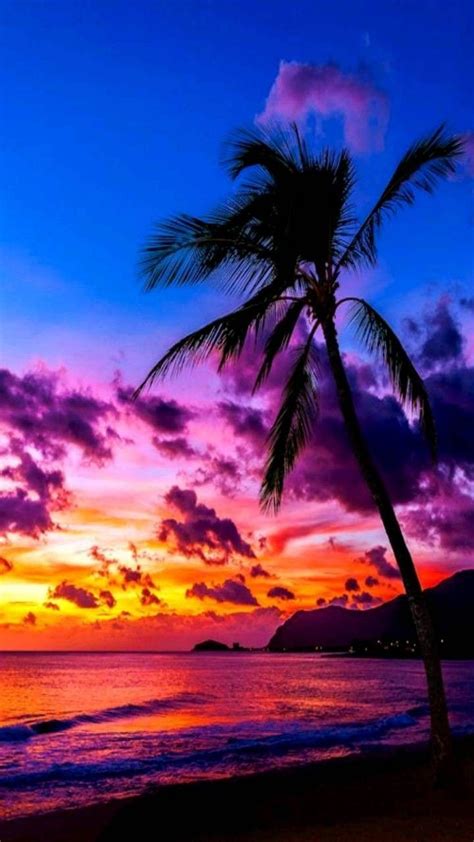 Real Beautiful Sunset Background Picture Palm Trees Wallpaper Beach