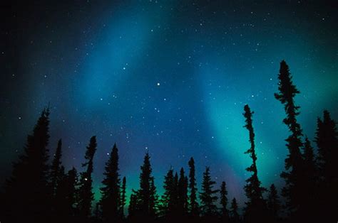 Black Spruce Forest Talkeetna Alaska The Aurora Boreali Flickr