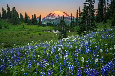 Tipsoo Lake Summer Flowers Mount Rainier Fine Art Print Photos By
