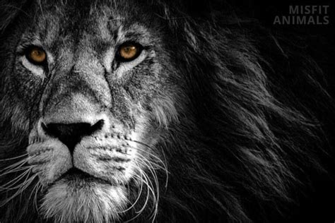 Melanistic Lion Do Black Lions Exist Misfit Animals