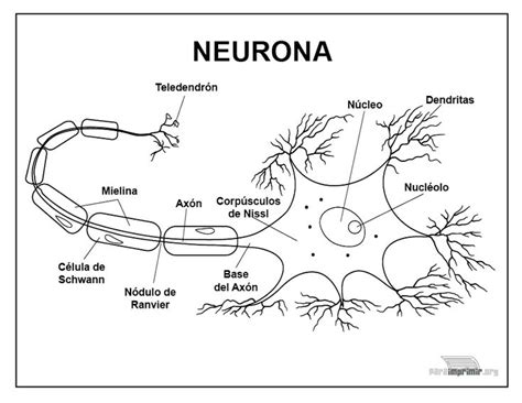 Neurona Para Imprimir 871×673 Neuronas Partes De