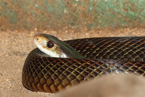 Top 10 Venomous Snakes Of Australia Reptiles Magazine