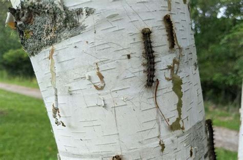 Why An Invasive Caterpillar Is Munching Its Way Through Tree Leaves In The Largest Outbreak In