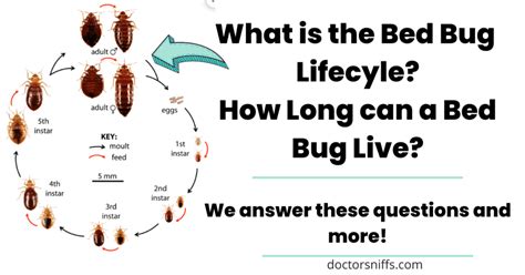 What Is The Bed Bug Life Cycle And How Long Do Bed Bugs Live