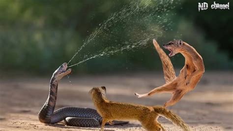 3 Awesome Mongoose Beat Big Giant Anaconda Wild Anaconda Vs Mongoose