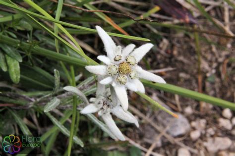 Culturele betekenis van de edelweiss Bloem of plant: Edelweis