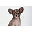Chihuahua HD Wallpapers