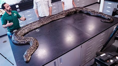 Record Burmese Python Means Trouble For Everglades Axios Tampa Bay