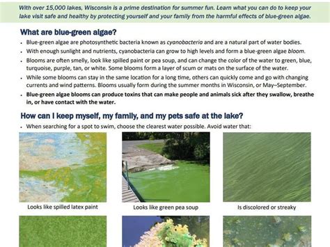 Toxic Blue Green Algae Is Likely This Summer