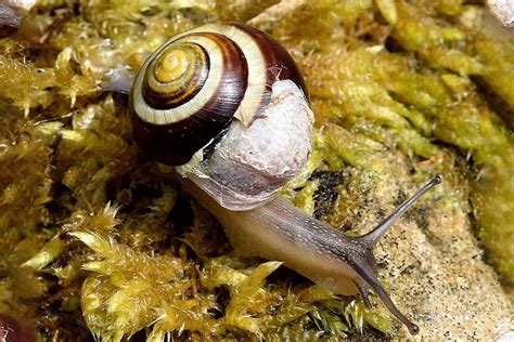Snails And Shell Problems Causes And How To Fix Shrimp And Snail Breeder