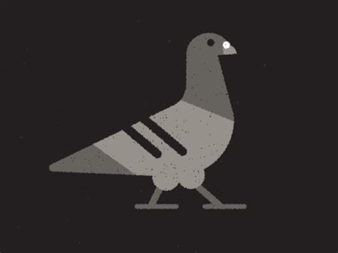 Pigeon Motion Design Animation Animation Design Graphic Illustration
