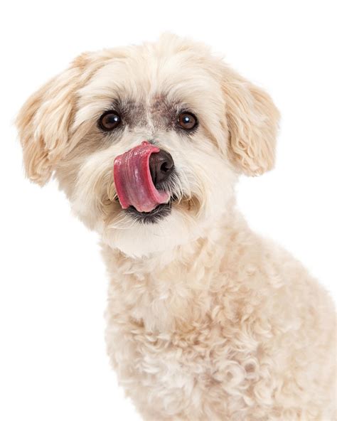 Premium Photo Closeup Maltese And Poodle Mix Dog Licking Lips