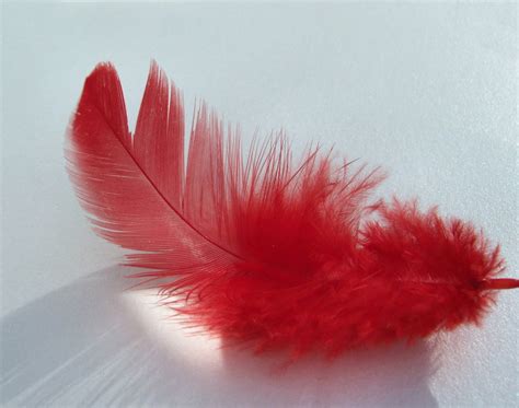 Red Feather Free Photo Download Freeimages