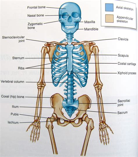 Among them, the fibrous joints are immovable and. Diagram of Human Organs 3D and Skeleton Anatomy | 101 Diagrams