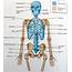 Diagram Of Human Organs 3D And Skeleton Anatomy  101 Diagrams