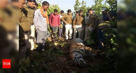 Madhya Pradesh Mystery Tiger Deaths Haunts Madhya Pradesh One More