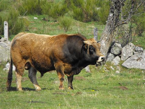 Taureauaubrac Dairy Breeds Dairy Cattle Average Body Beef Cattle