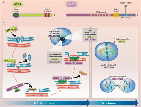 Cancer Suppression By The Chromosome Custodians Brca1 And Brca2 Science