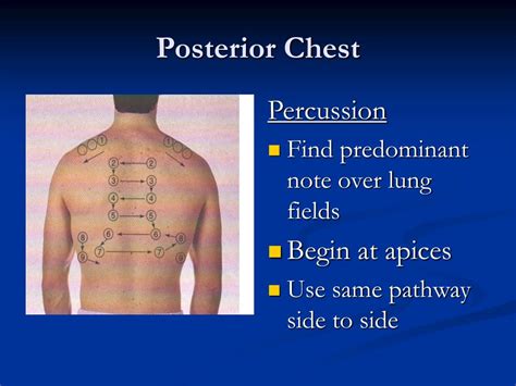 Ppt Assessment Of Thorax And Lungs Powerpoint Presentation Id521002