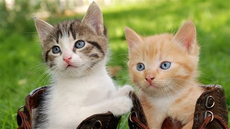 Wallpaper 4000x2250 Px Animals Cats Glance Kittens Two