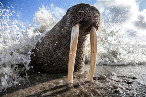 Walrus Image Russia National Geographic Your Shot Photo Of The Day