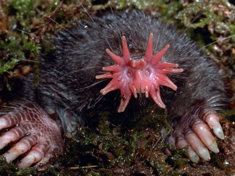 15 Weird Looking Creatures Youve Never Seen Before