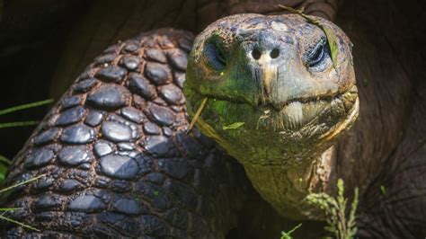 Unique Galapagos Islands Animals In Photos Bm Global News