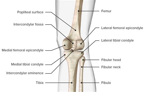knee joint anatomy concise medical knowledge