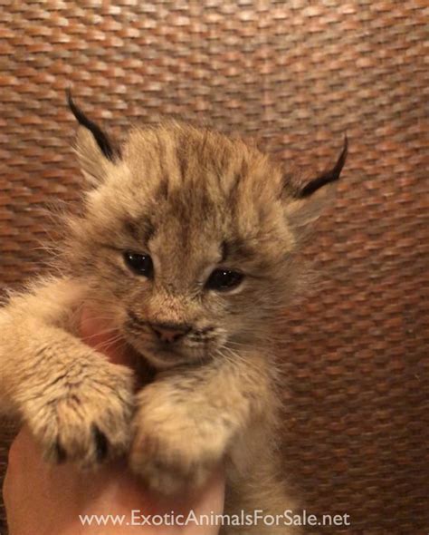 Canada Lynx Kittens Available For Sale