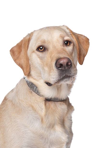 Yellow Labrador Retriever Stock Photos Pictures And Royalty Free Images