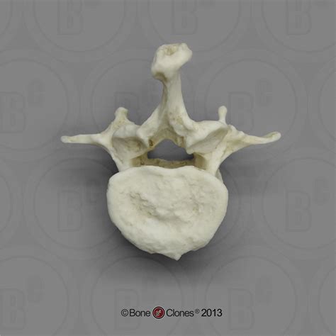 Gorilla Lumbar Vertebra Single Bone Clones Inc Osteological