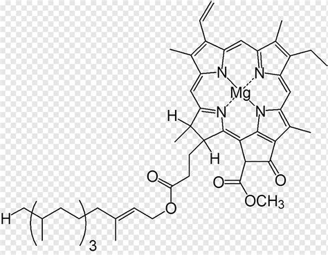 Molécula de clorofila ligera compuesto heterocíclico cloroplasto luz