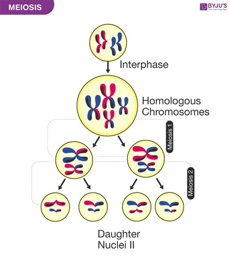 A Labelled Diagram Of Meiosis With Detailed Explanation