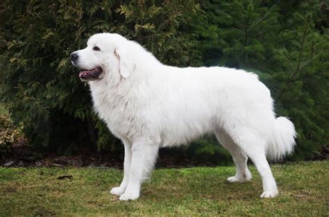 10 Things You Didnt Know About The Polish Tatra Sheepdog