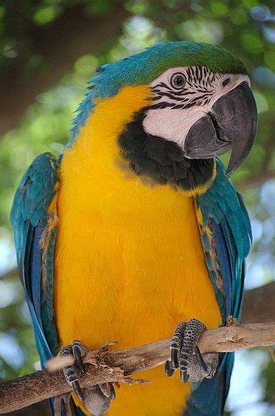مدونة الطيور الجميلة ببغاء المكاو Parrot Almkao