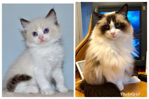 Colorpointed Cats Transition Ragdoll Cats Color Progression