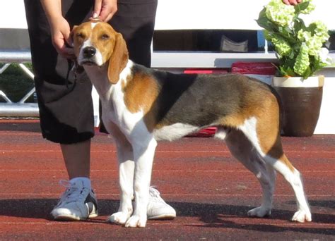 Estonian Hound Dog Breed Information And Pictures Livelife