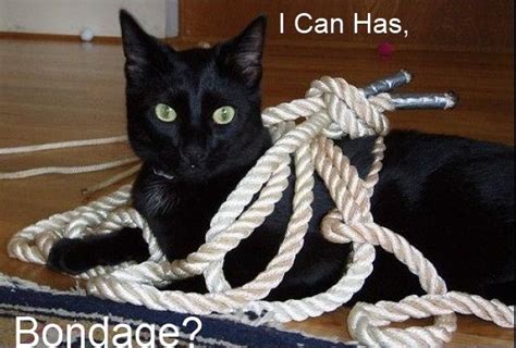 Cat Bondage