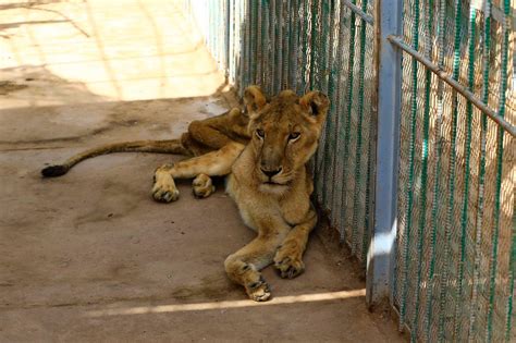 Check spelling or type a new query. Tular Gambar Singa Kurus Kering Di Zoo Sudan, Aktivis ...