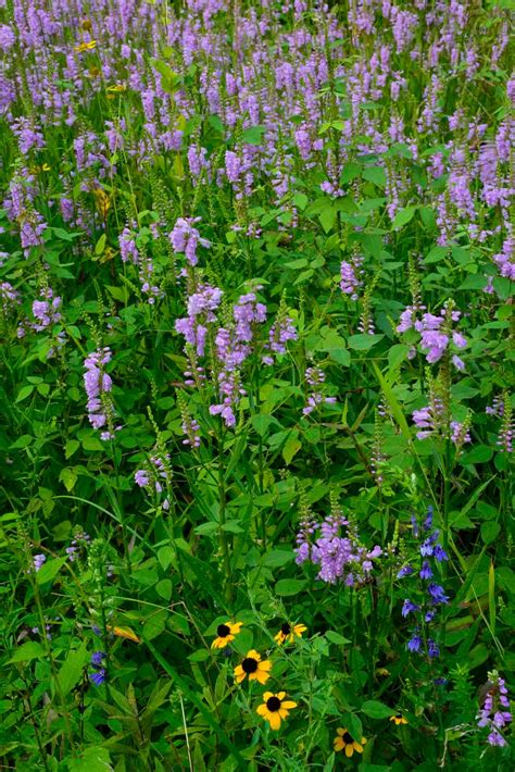 Kentucky Native Plant And Wildlife Plant Of The Week Obidient Plant