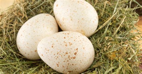 What Do Turkey Eggs Look Like And Why Dont We Eat Them