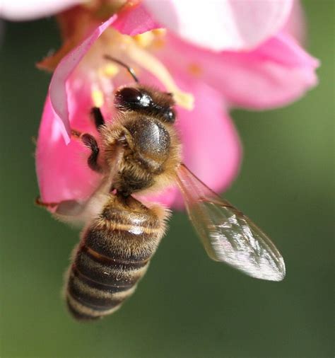 Fuzzy Bee A Photo On Flickriver