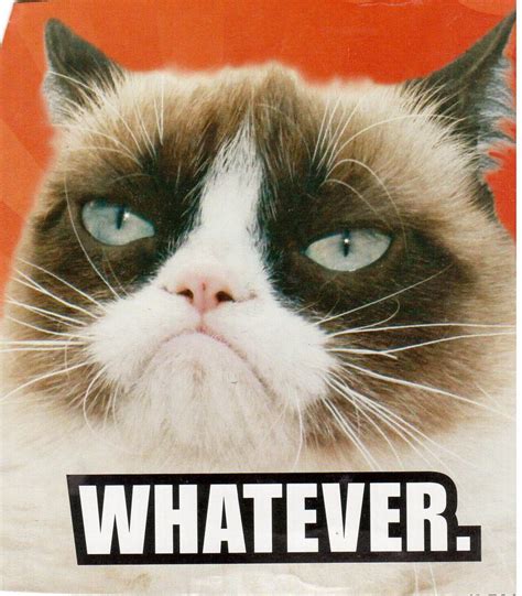 Grumpy Cat Whatever Funny Grumpy Cat Memes Grumpy Cat Funny Cat Memes